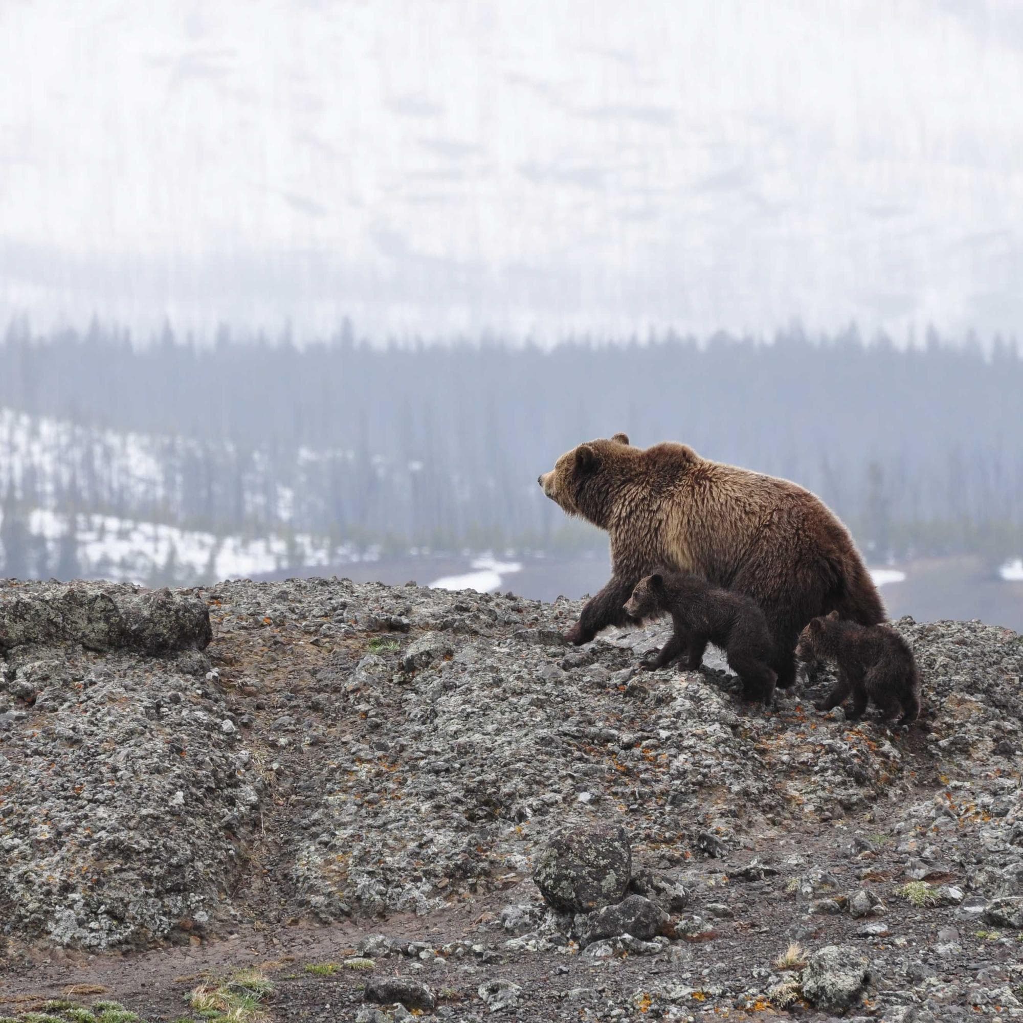 a bear, square